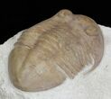 Asaphus Platyurus Trilobite - Russia #31312-3